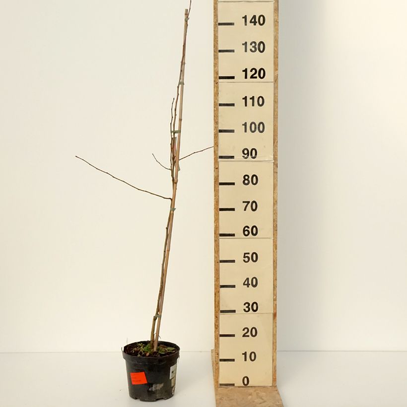 Malus Dolgo - Melo da fiore Vaso da 4L/5L esemplare consegnato in inverno