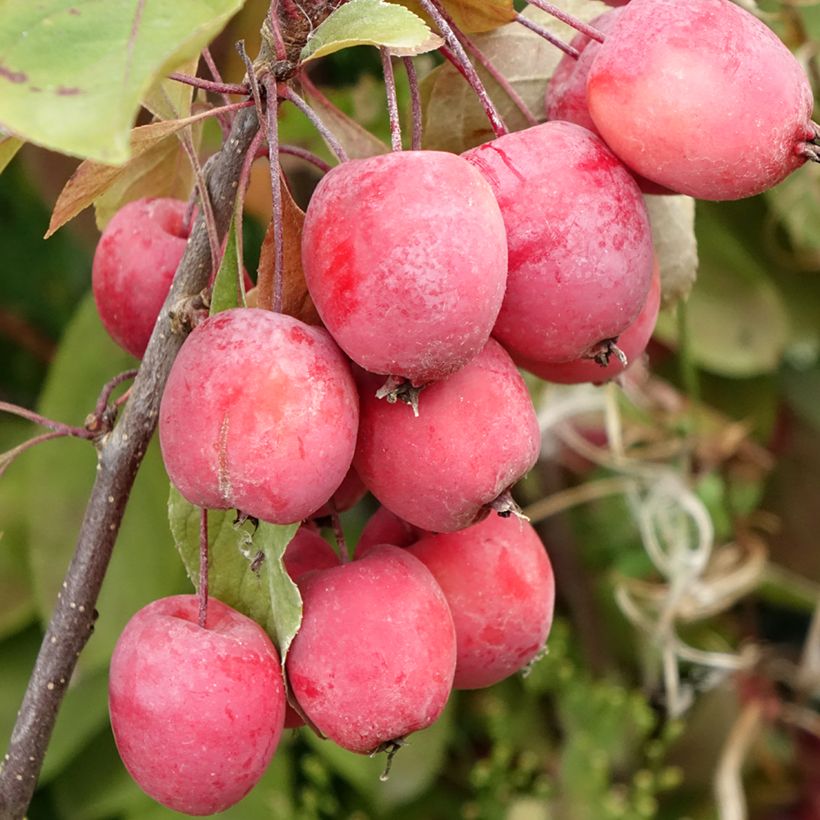 Malus Eleyi - Melo da fiore (Raccolta)