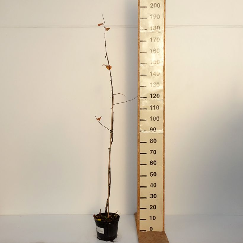 Esemplare di Malus Eleyi - Melo da fiore Vaso da 4L/5L come consegnato in autunno