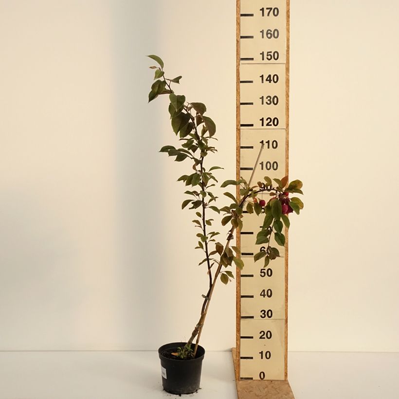 Esemplare di Malus Eleyi - Melo da fiore Vaso da 4L/5L consegnato in estate
