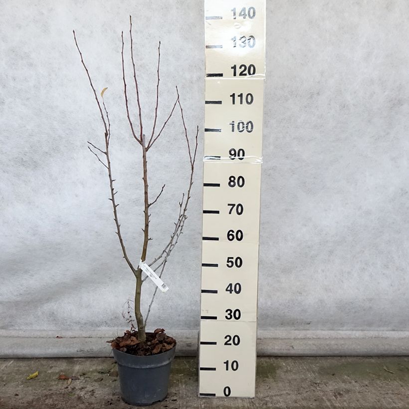 Esemplare di Malus Golden Hornet - Melo da fiore Vaso da 4L/5L come consegnato in autunno