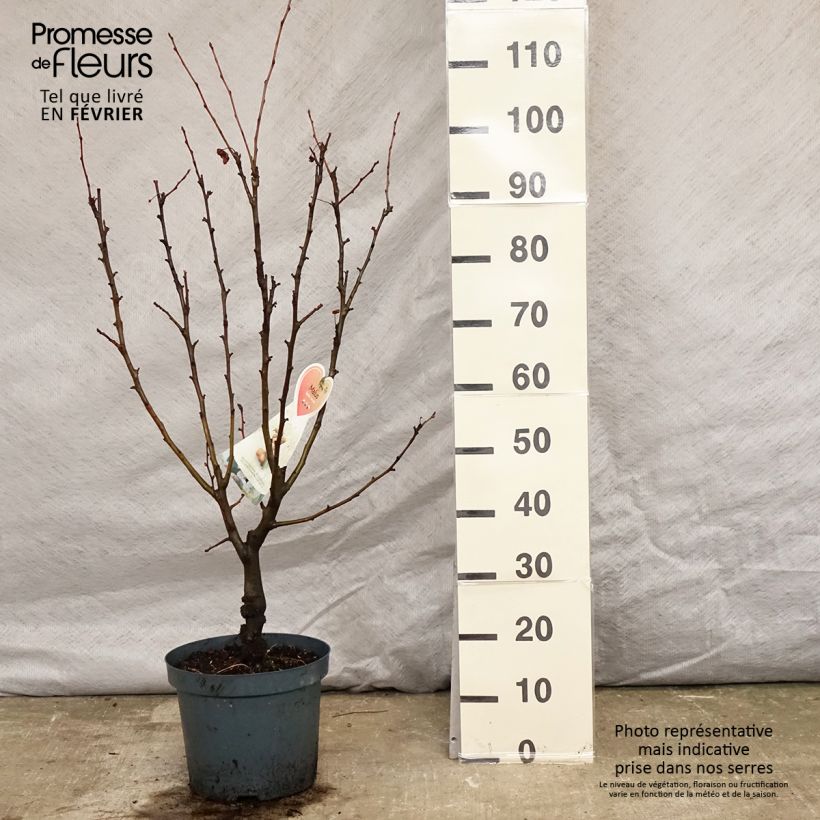Malus Golden Hornet - Melo da fiore Vaso da 6L/7L esemplare consegnato in inverno