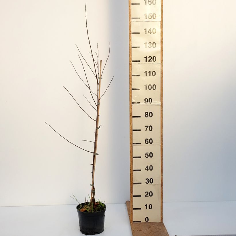 Esemplare di Malus Hopa - Melo da fiore Vaso da 4L/5L come consegnato in autunno