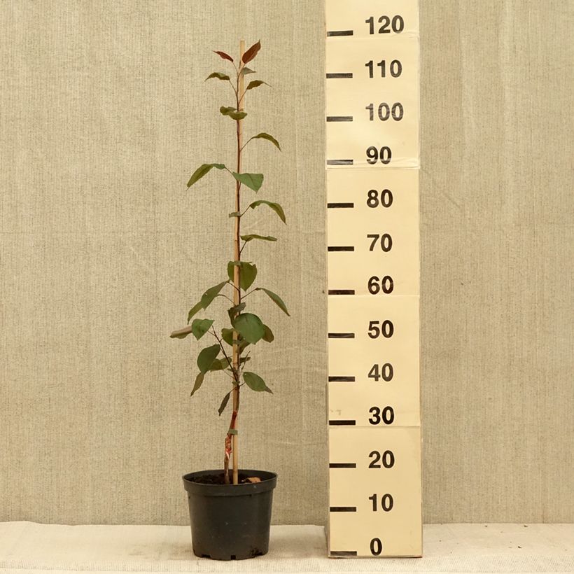Esemplare di Malus Hopa - Melo da fiore Vaso da 4L/5L consegnato in estate