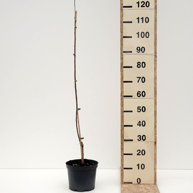 Malus Hopa - Melo da fiore Vaso da 4L/5L esemplare consegnato in inverno