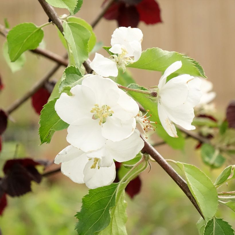 Malus Hyvingiensis - Melo da fiore (Fioritura)