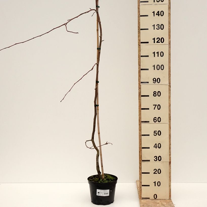 Malus Hyvingiensis - Melo da fiore Vaso da 4L/5L esemplare consegnato in inverno