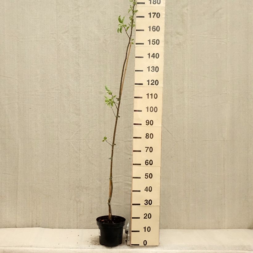 Malus John Downie - Melo da fiore Vaso da 4L/5L esemplare consegnato in primavera