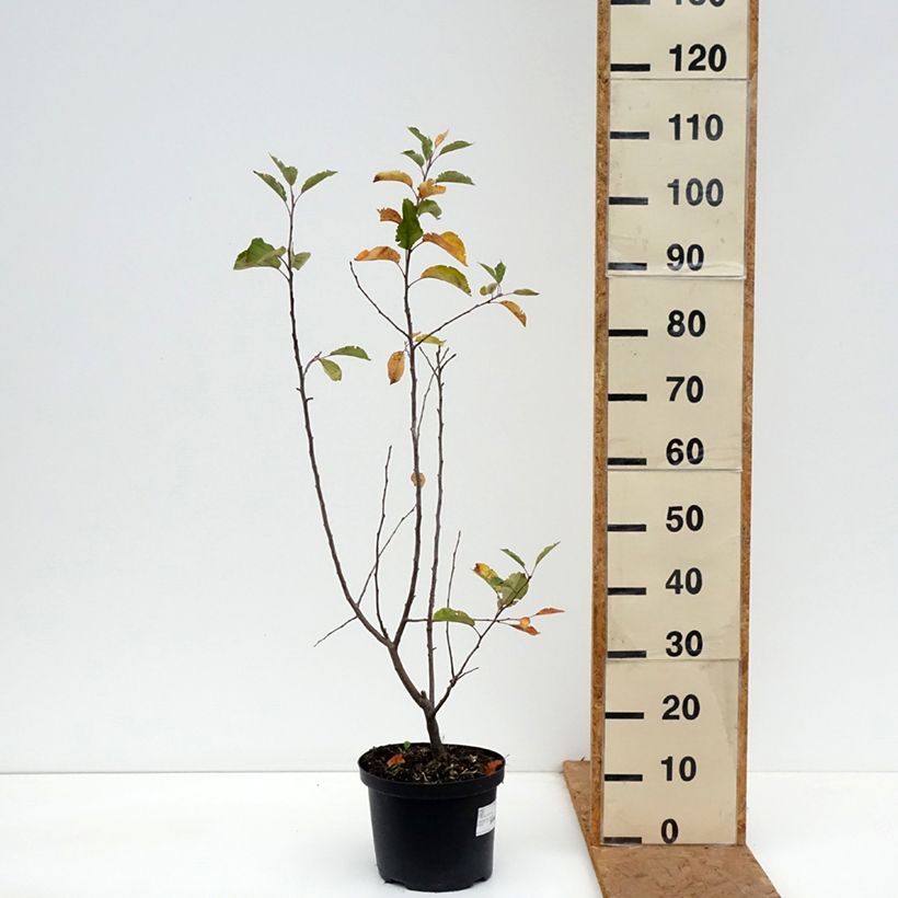 Esemplare di Malus John Downie - Melo da fiore Vaso da 4L/5L come consegnato in autunno