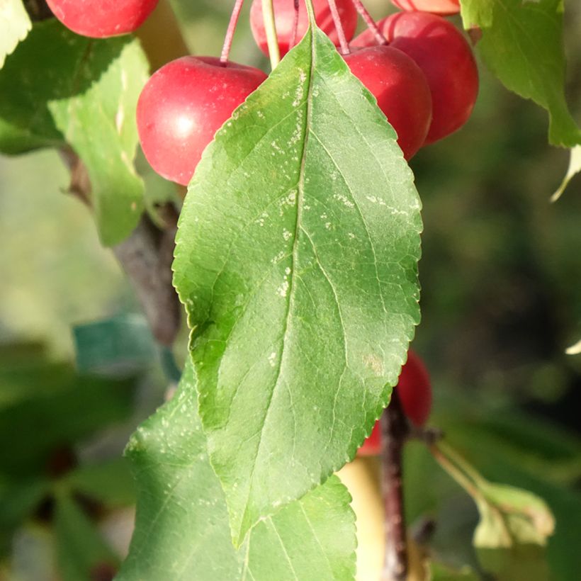 Malus Ola - Melo da fiore (Fogliame)