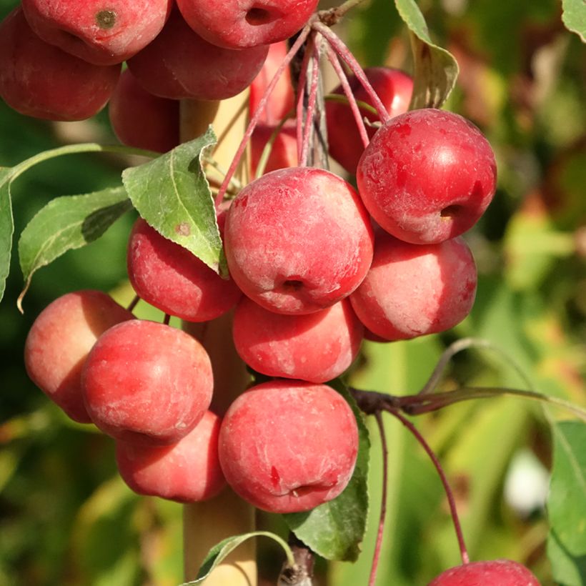 Malus Ola - Melo da fiore (Raccolta)