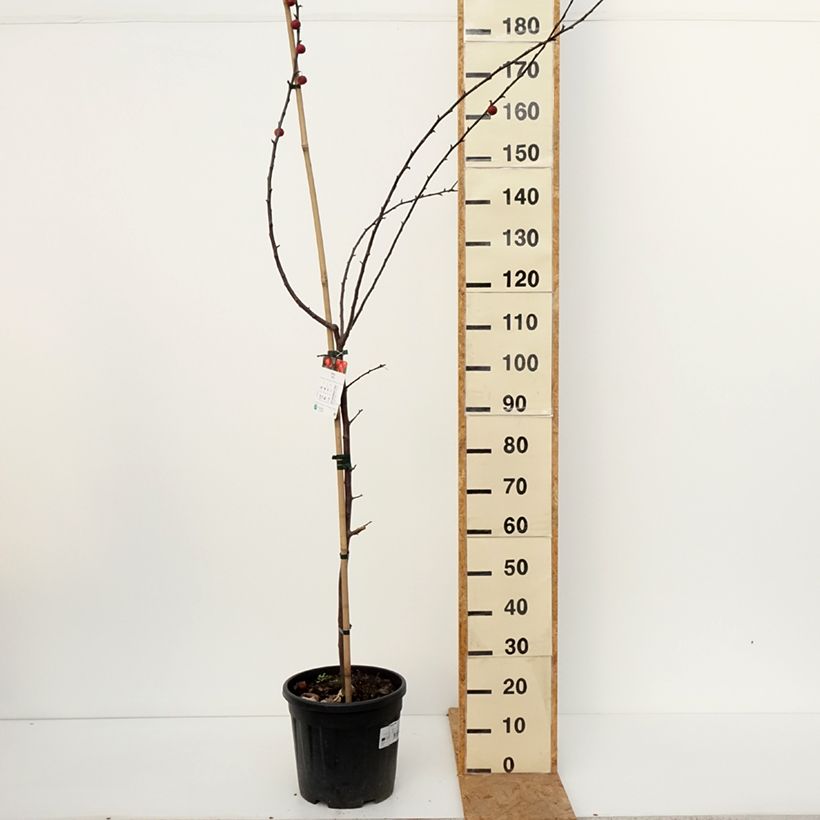 Esemplare di Malus Ola - Melo da fiore Vaso da 7,5L/10L come consegnato in autunno