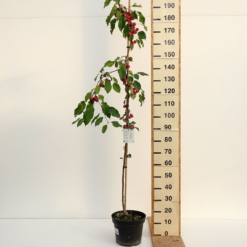 Esemplare di Malus Ola - Melo da fiore Vaso da 7,5L/10L consegnato in estate