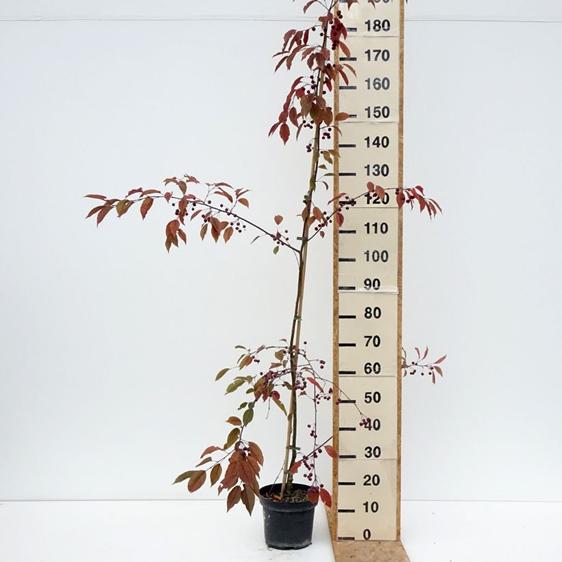 Esemplare di Malus Paul Hauber - Melo da fiore Vaso da 4L/5L consegnato in estate