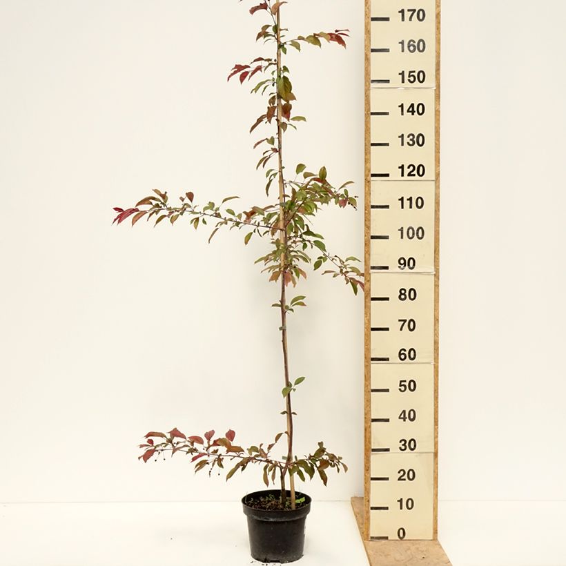 Malus Paul Hauber - Melo da fiore Vaso da 4L/5L esemplare consegnato in primavera