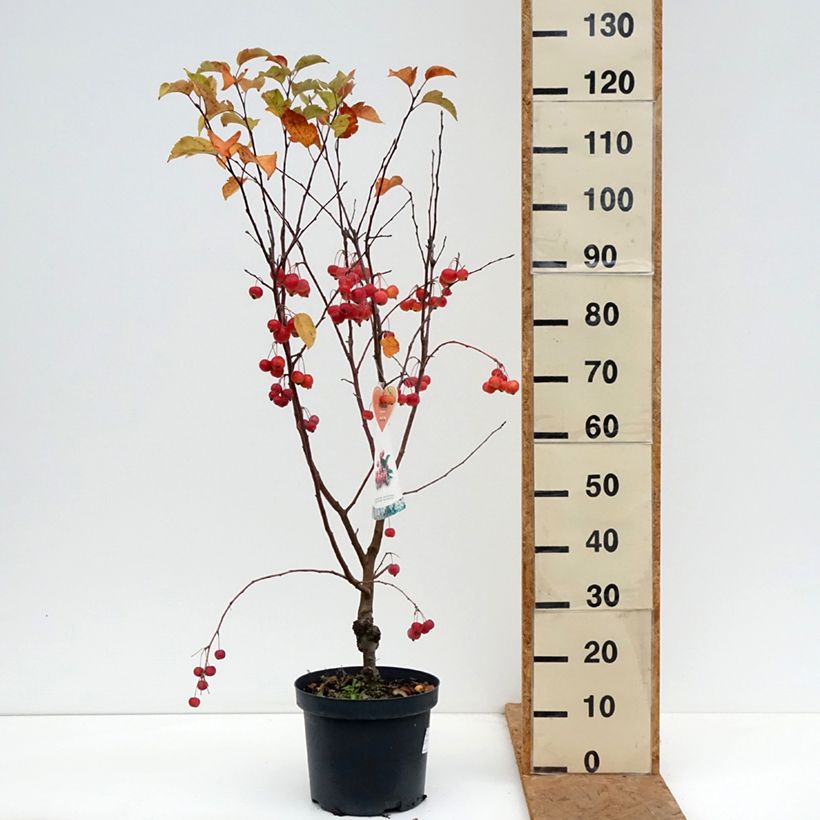 Esemplare di Malus Evereste 'Perpetu' - Melo da fiore Vaso da 7,5L/10L come consegnato in autunno