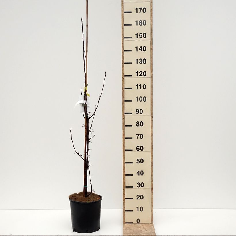 Malus Red Obelisk - Melo da fiore Vaso da 12L/15L esemplare consegnato in inverno