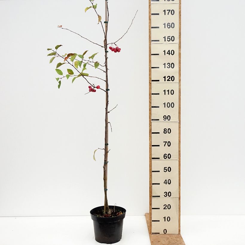 Esemplare di Malus Red Sentinel - Melo da fiore Vaso da 6L/7L come consegnato in autunno