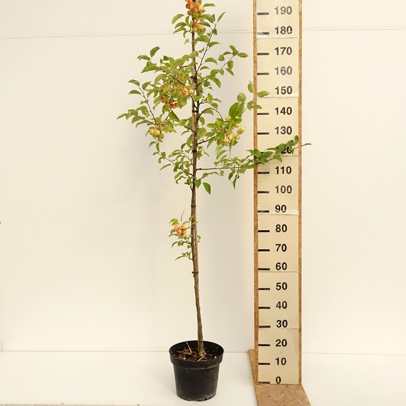 Esemplare di Malus Red Sentinel - Melo da fiore Vaso da 6L/7L consegnato in estate