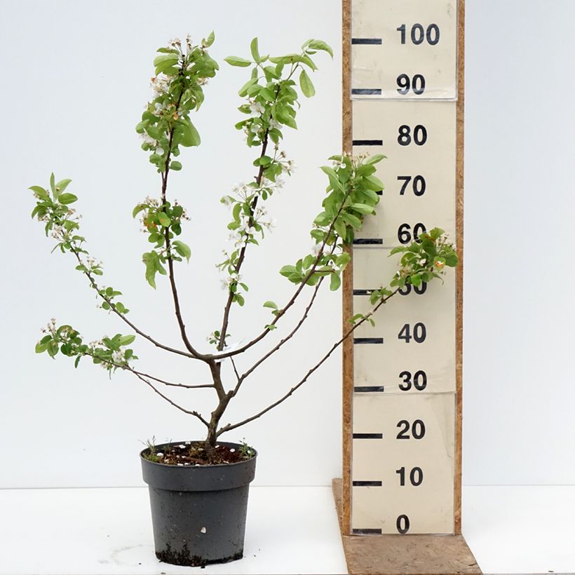 Malus Red Sentinel - Melo da fiore Vaso da 6L/7L esemplare consegnato in primavera