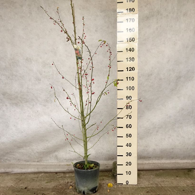 Esemplare di Malus Sugar Tyme - Melo da fiore Vaso da 12L/15L come consegnato in autunno