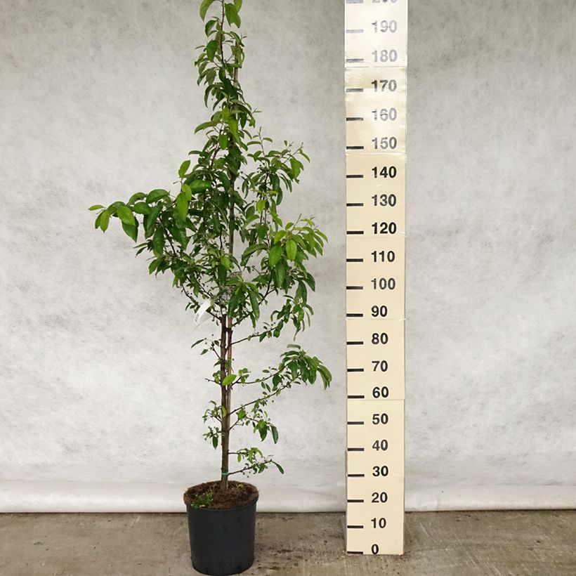 Malus Sugar Tyme - Melo da fiore Vaso da 12L/15L, Vaso impalcato esemplare consegnato in primavera