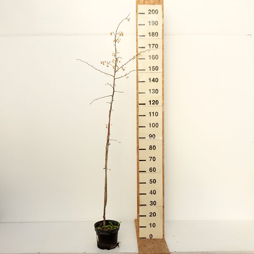 Esemplare di Malus toringo Brouwers Beauty - Melo da fiore Vaso da 4L/5L come consegnato in autunno