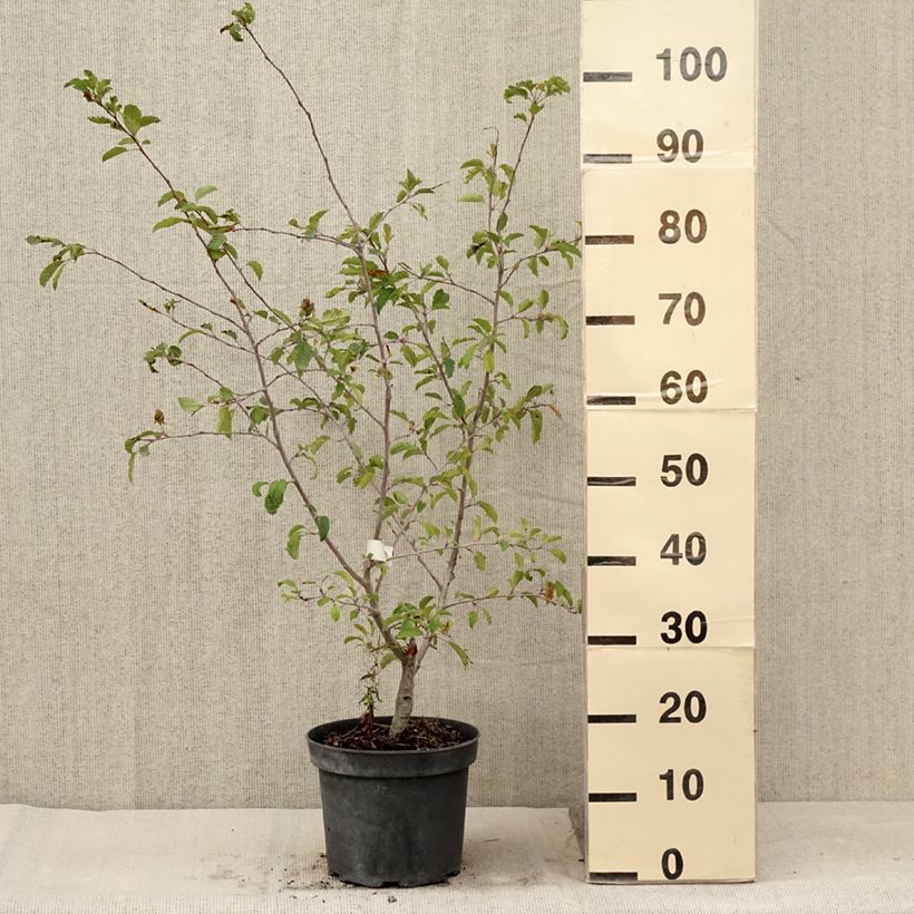Esemplare di Malus toringo Brouwers Beauty - Melo da fiore Vaso da 4L/5L consegnato in estate