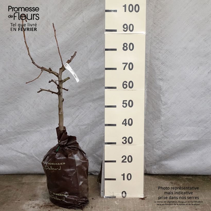 Melo Delbard Jubilé Zolla 'Pronta da piantare', Vasetto esemplare consegnato in inverno