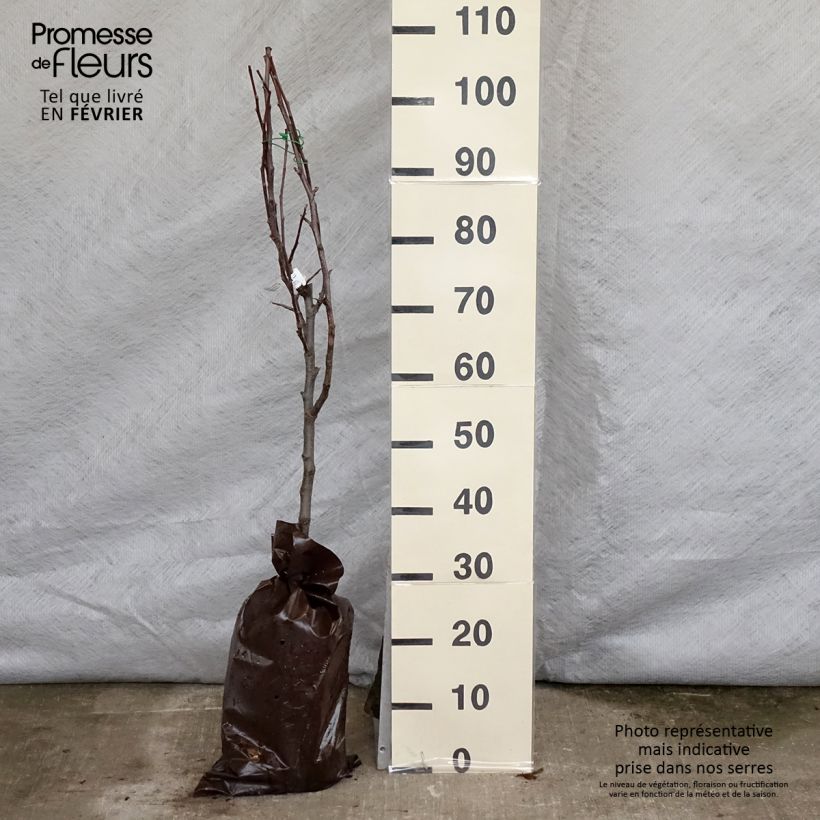 Melo Delbarestivale Zolla 'Pronta da piantare', Vasetto esemplare consegnato in inverno