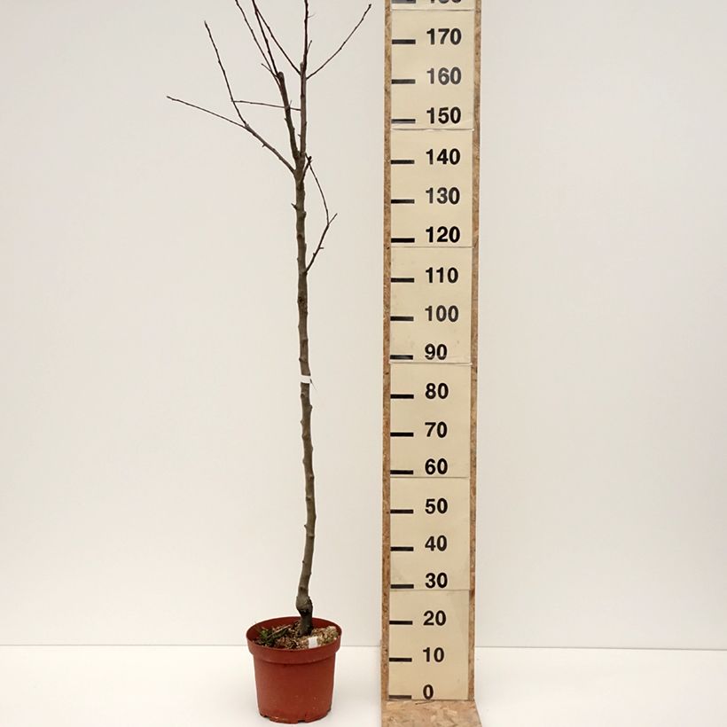 Melo Double Belle Fleur Vaso da 7,5L/10L, Vaso impalcato medio esemplare consegnato in inverno