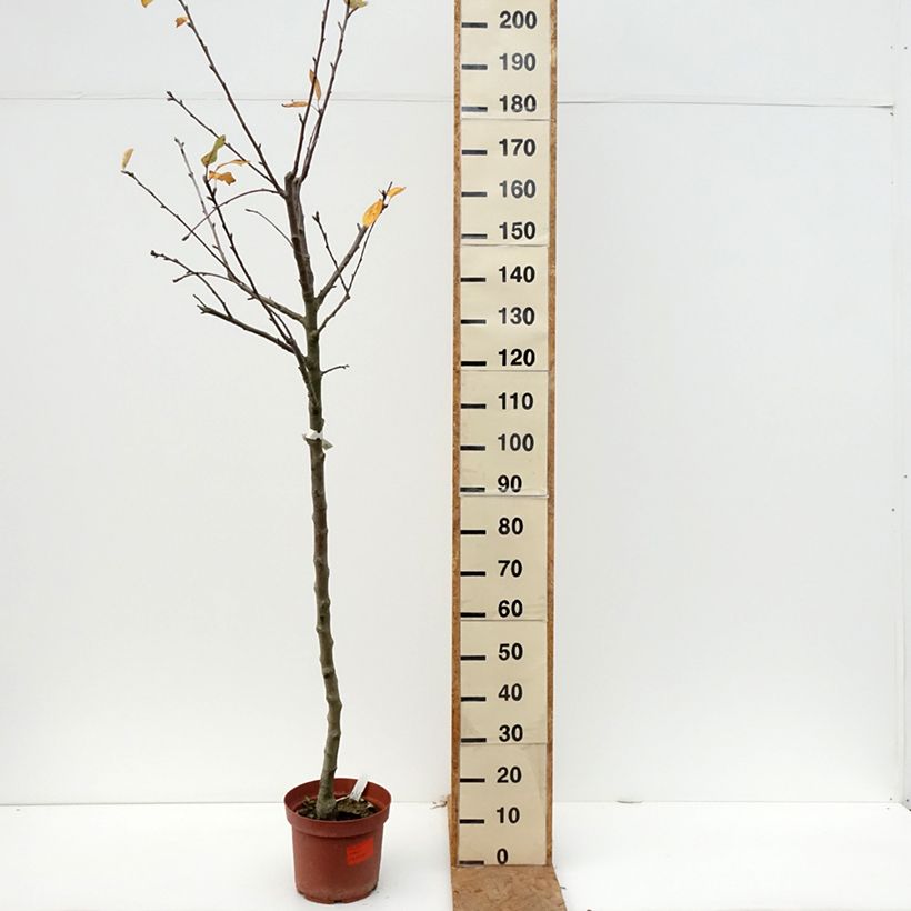 Esemplare di Melo Double Belle Fleur Vaso da 7,5L/10L, Vaso impalcato medio come consegnato in autunno