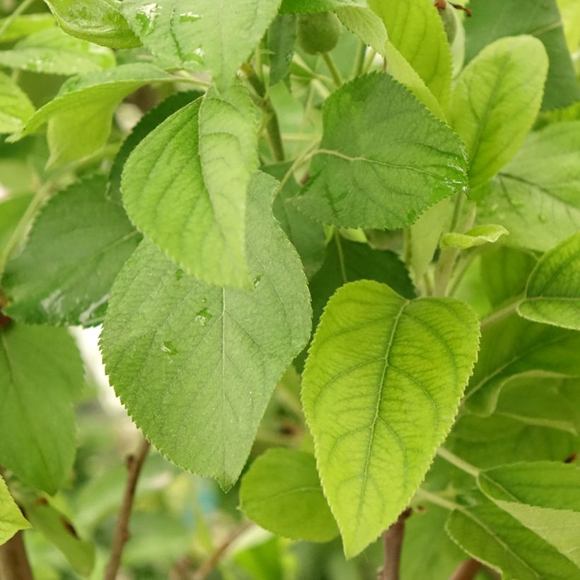 Duo di melo Gala e Golden Delicious (Fogliame)