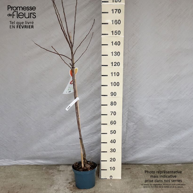 Melo Gala Vaso da 7,5L/10L, Vaso impalcato medio esemplare consegnato in inverno