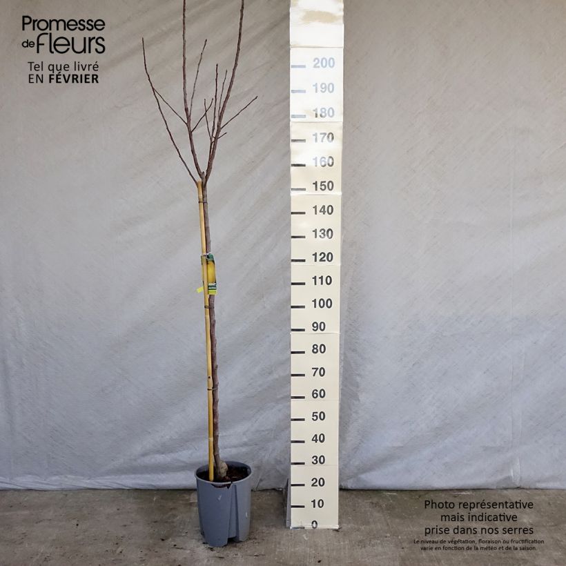 Melo Golden Delicious Vaso da 7,5L/10L, Vaso impalcato medio esemplare consegnato in inverno