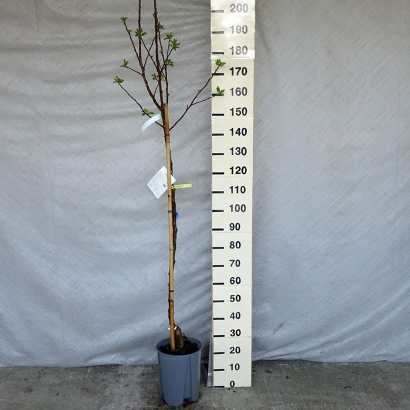 Melo Golden Delicious Vaso da 7,5L/10L, Vaso impalcato medio esemplare consegnato in primavera