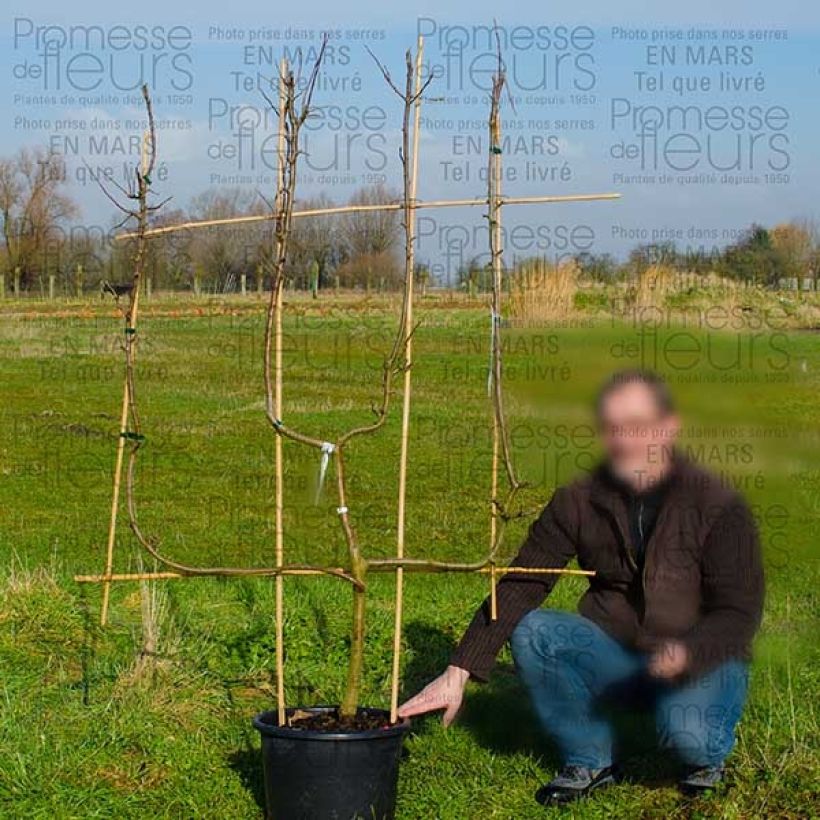 Esempio di esemplare Melo Granny Smith Vaso da 18L/20L, Spalliera come consegnato