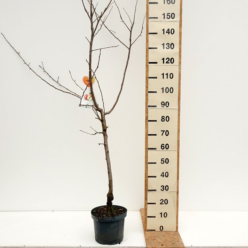 Esemplare di Melo Gravenstein Vaso da 7,5L/10L, Vasetto come consegnato in autunno