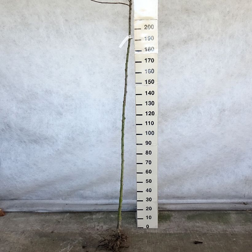 Melo Jacques Lebel Piante grandi a radice nuda, Vaso impalcato alto esemplare consegnato in inverno