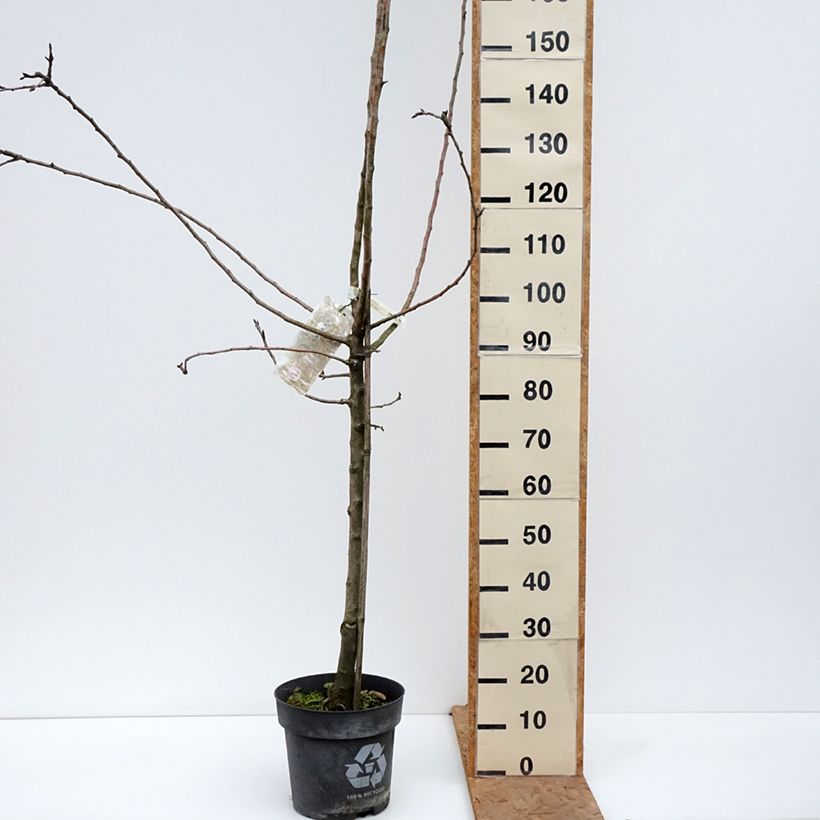 Esemplare di Melo James Grieve Vaso da 7,5L/10L, Vasetto come consegnato in autunno