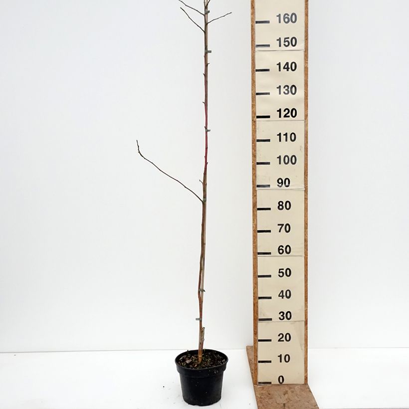 Melo Kantówka Gdańska Vaso da 4L/5L, Astone esemplare consegnato in inverno