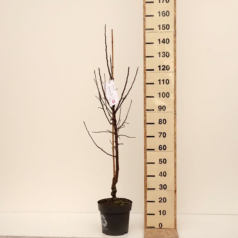 Melo Karneval Vaso da 7,5L/10L, Vasetto esemplare consegnato in inverno