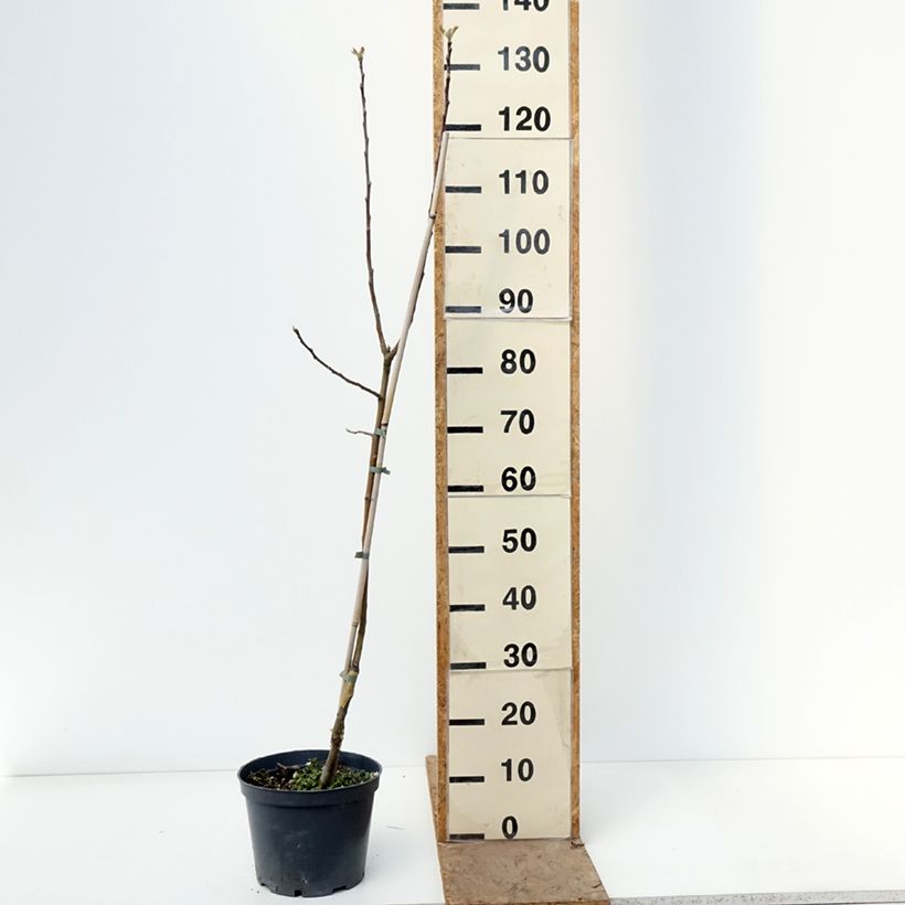 Melo Kosztela Vaso da 4L/5L, Astone esemplare consegnato in primavera