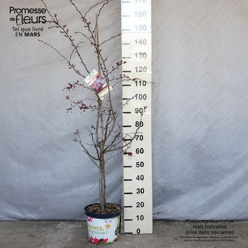 Malus Diable Rouge - Melo da fiore Vaso da 7,5L/10L esemplare consegnato in primavera