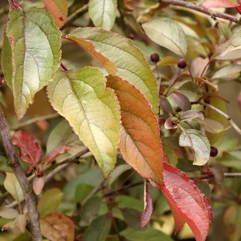 Malus Diable Rouge - Melo da fiore (Fogliame)