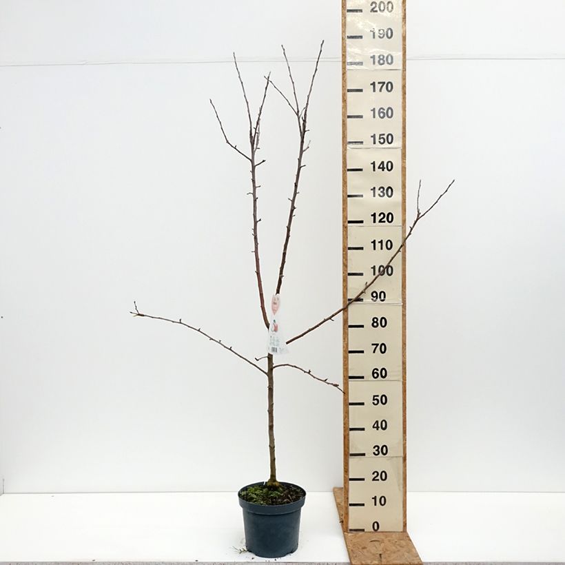 Esemplare di Melo Braeburn Vaso da 7,5L/10L, Vasetto come consegnato in autunno