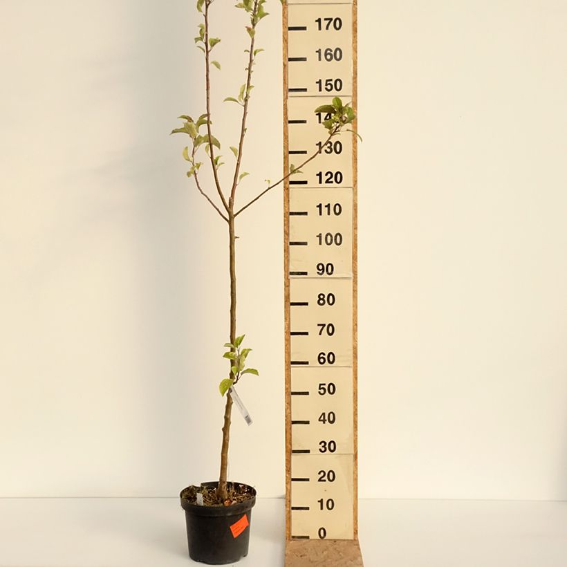 Esemplare di Melo Braeburn Vaso da 7,5L/10L, Astone consegnato in estate