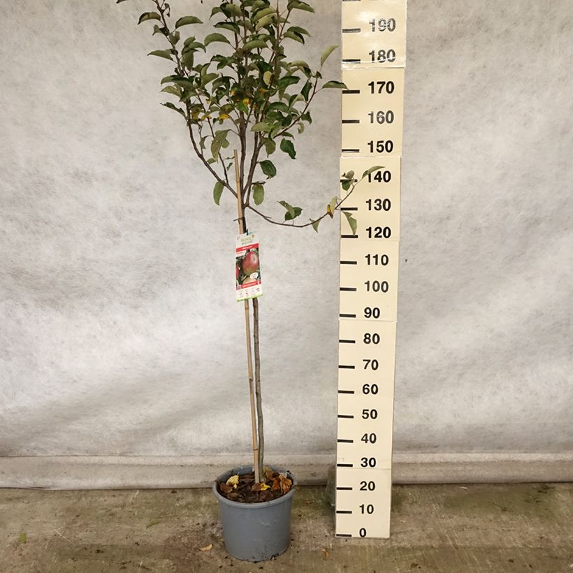 Esemplare di Melo Idared Vaso da 12L/15L, Vaso impalcato medio come consegnato in autunno