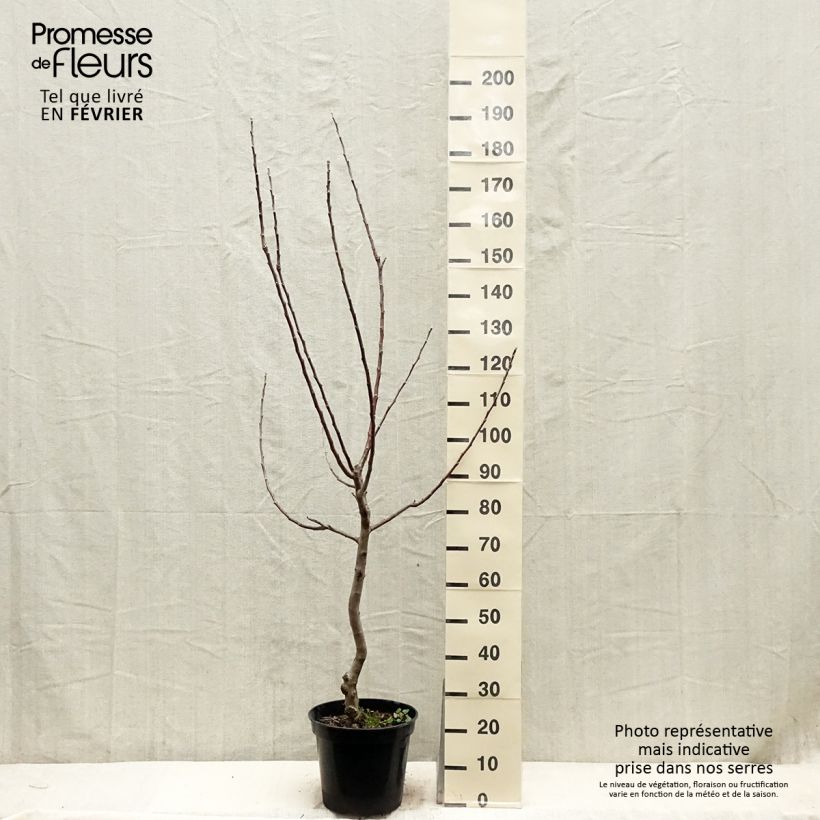 Melo Renetta bianca du Canada Vaso da 7,5L/10L, Vasetto esemplare consegnato in inverno