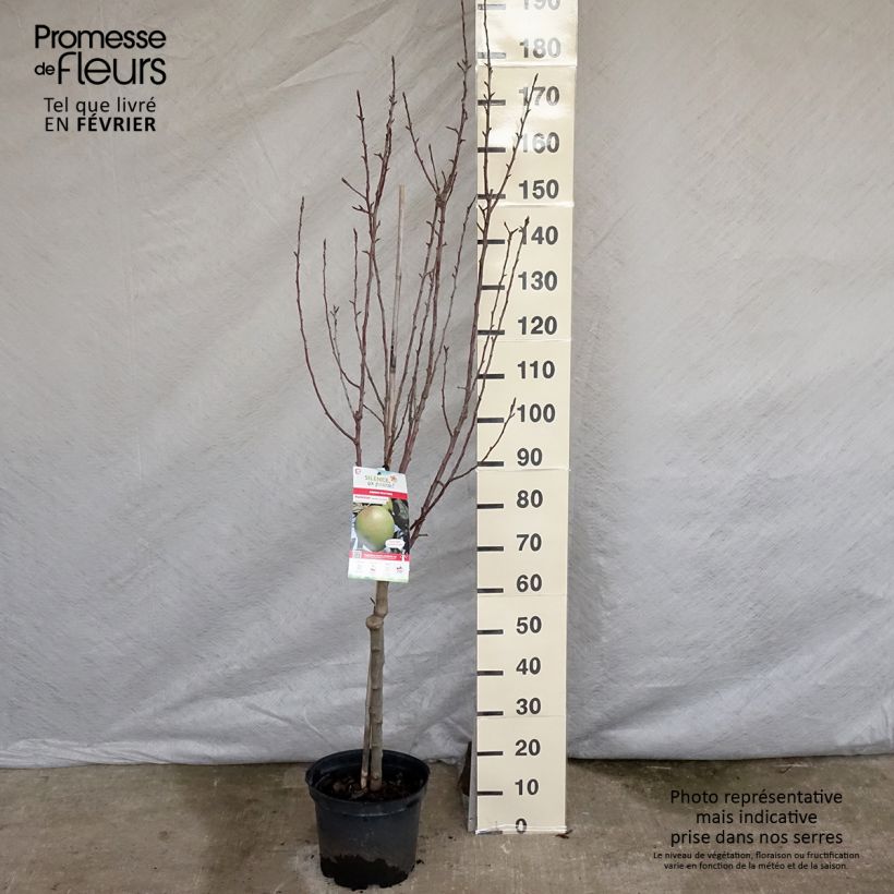 Melo Museau de Lièvre Vaso da 7,5L/10L, Vasetto esemplare consegnato in inverno